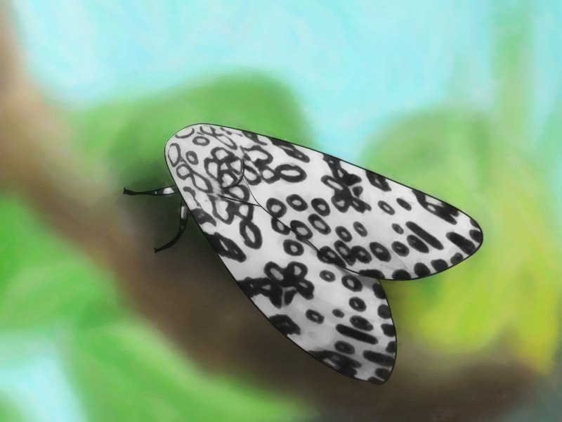 Цетозия. Cethosia_cyane