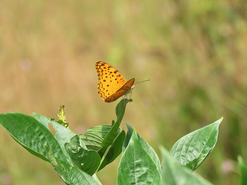 Hypercompe scribonia