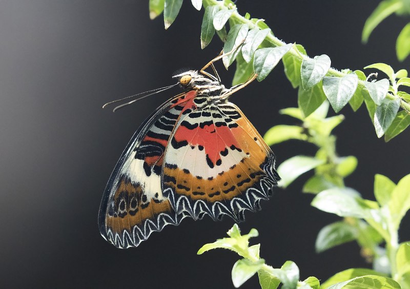 Leopard Butterfly