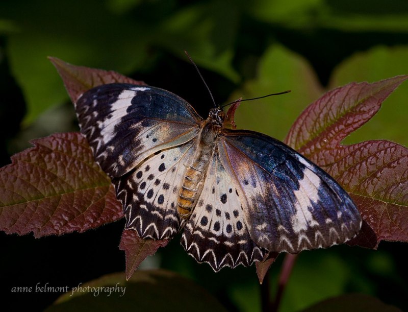 Cethosia Mahratta фото