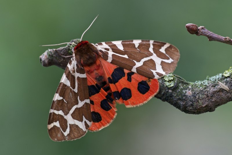 Leopard Butterfly