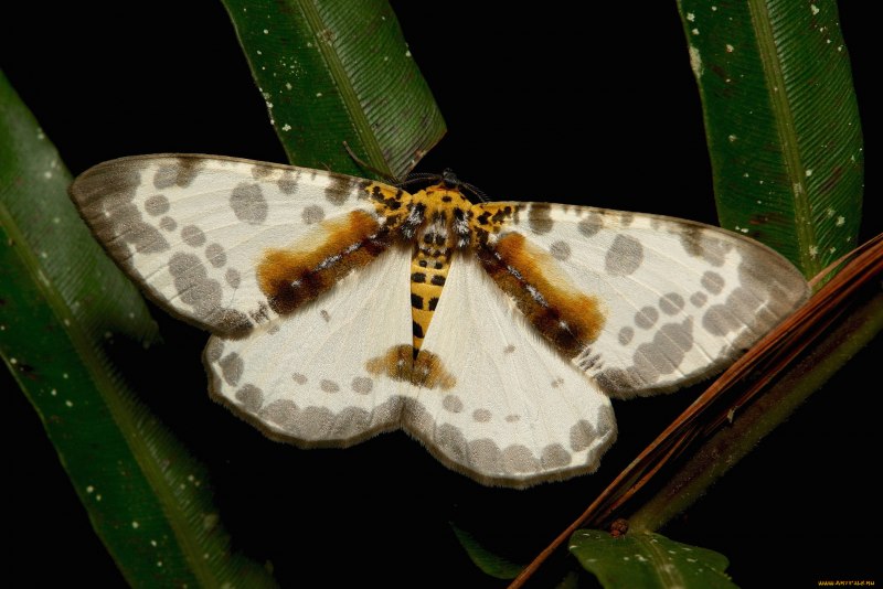 Цетозия. Cethosia_cyane