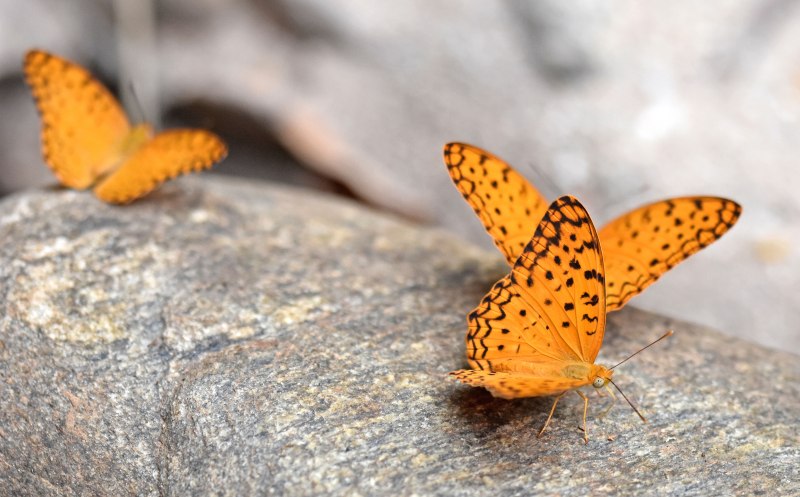 Leopard Butterfly