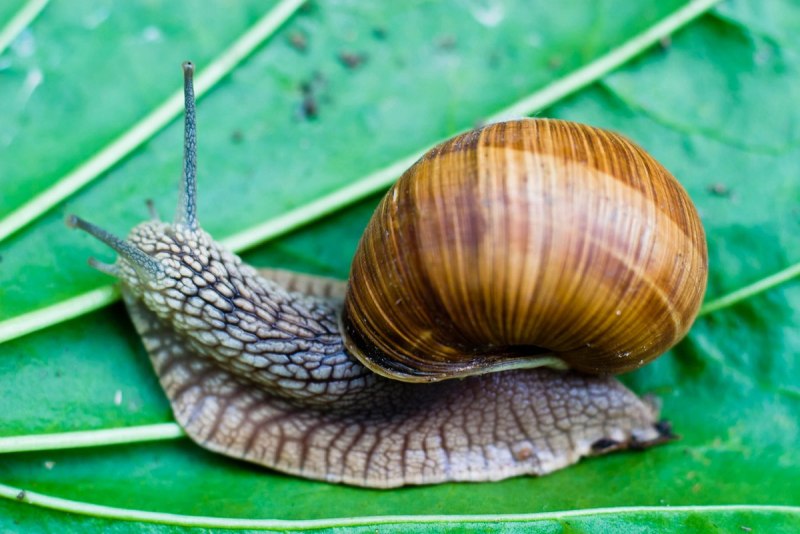 Helix pomatia Виноградная улитка