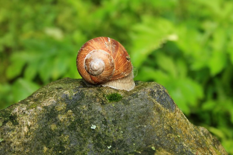 Брюхоногий моллюск Bullina lineata