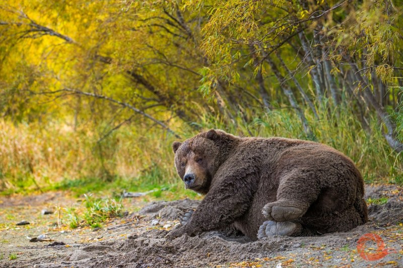 Полярный Гризли гибрид
