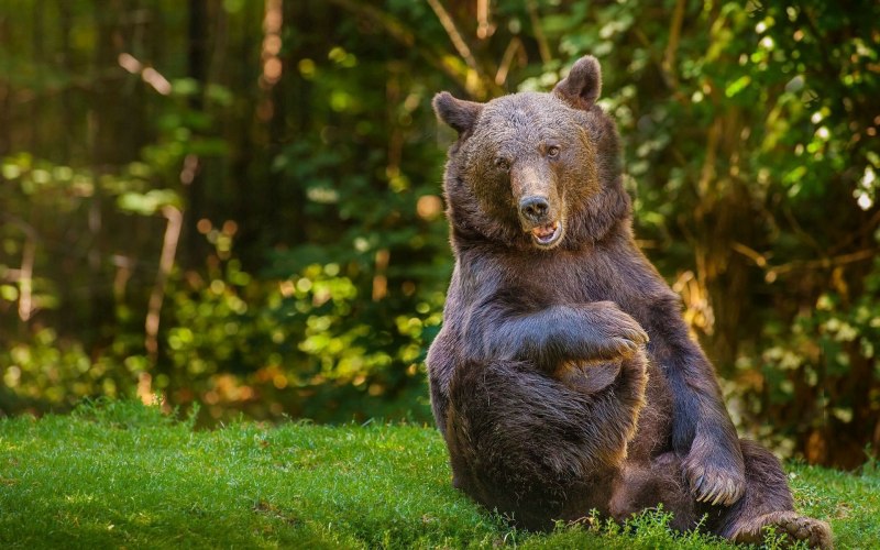 Fat Bear