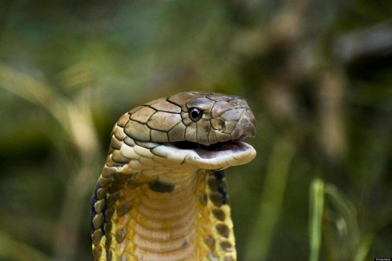 Oxyuranus microlepidotus