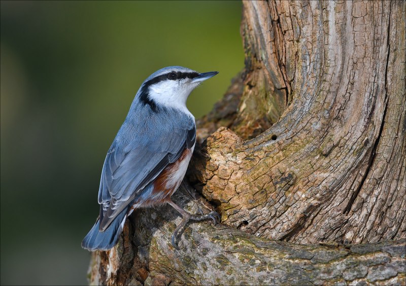 Sitta europaea caesia
