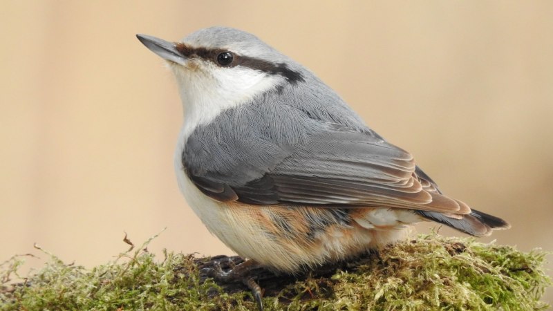 Birds поползень