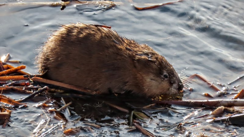 Ондатра (Ondatra zibethicus)