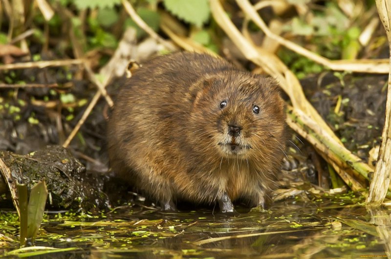 Ондатра – Ondatra zibethicus Linnaeus