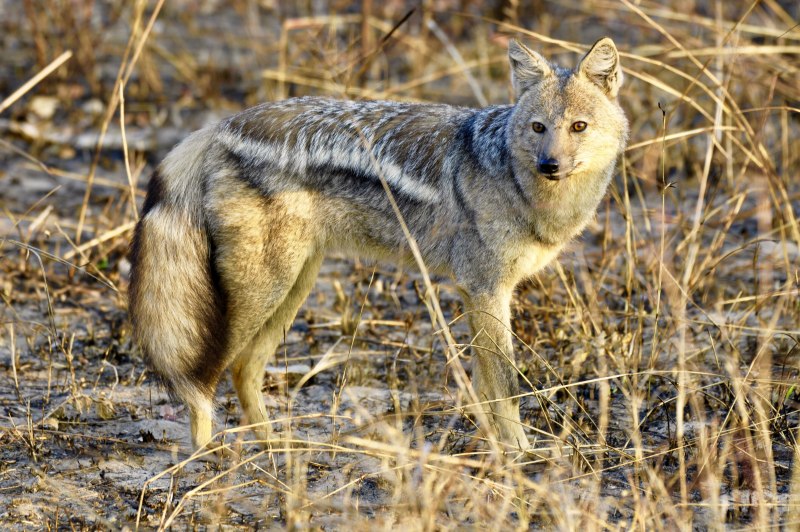 Полосатый Шакал (canis adustus)