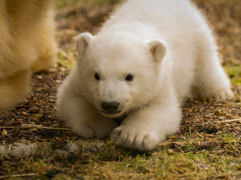 Бурый медведь – Ursus arctos l.