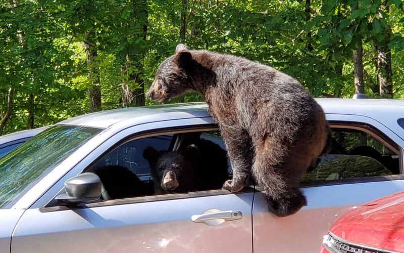 Большой бурый медведь