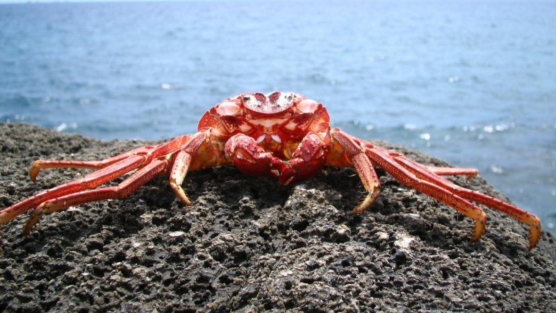 Дальневосточный морской заповедник Камчатский краб