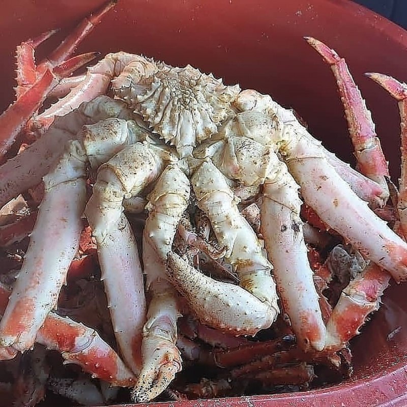 Самка Камчатского краба