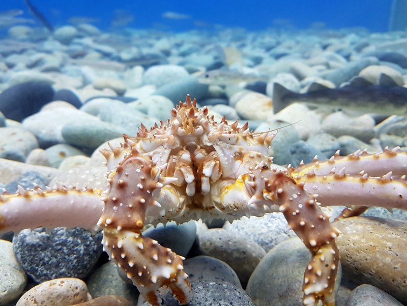 Крабы морские Сахалин