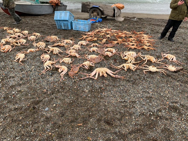 Alaskan King Crab