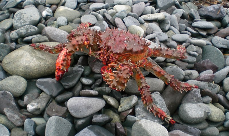 Камчатский краб Охотское море
