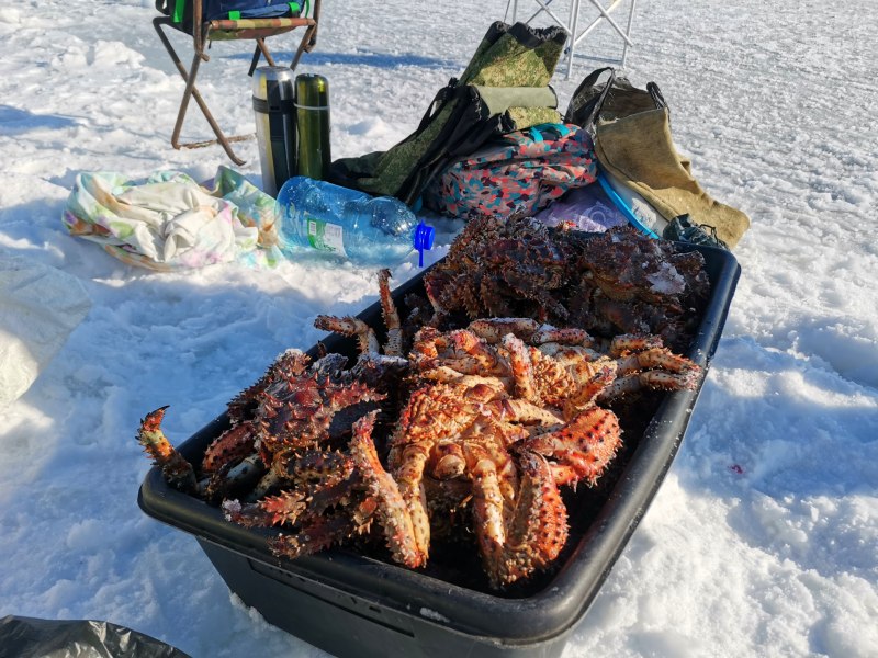 Камчатский Королевский краб