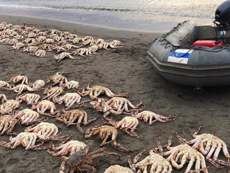 Браконьерство Камчатский краб