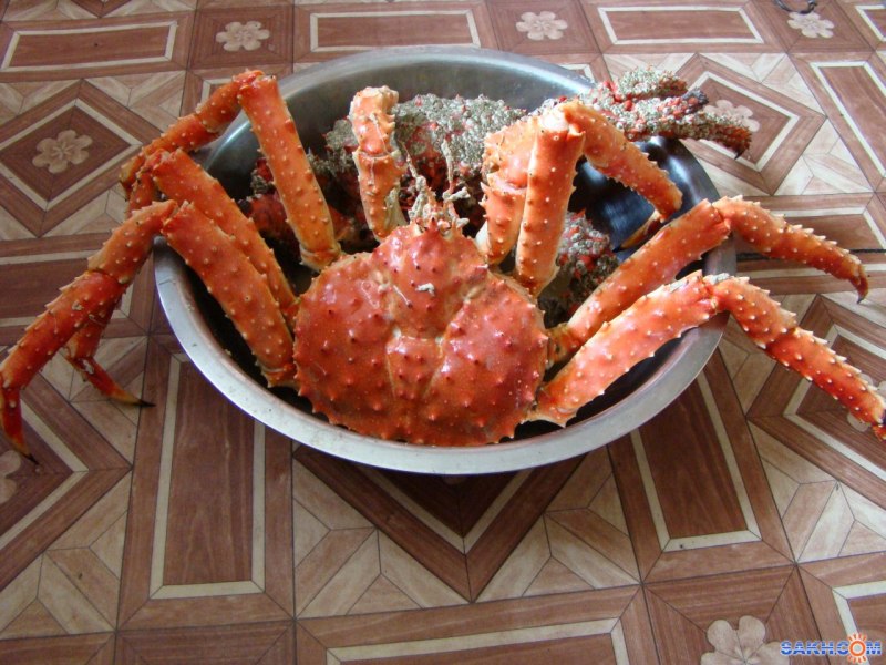 Южный Королевский краб