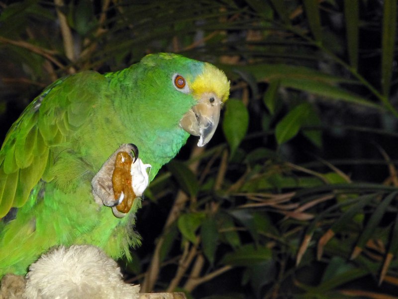 Попугай Macaw