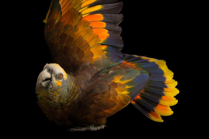 St.Vincent Parrot