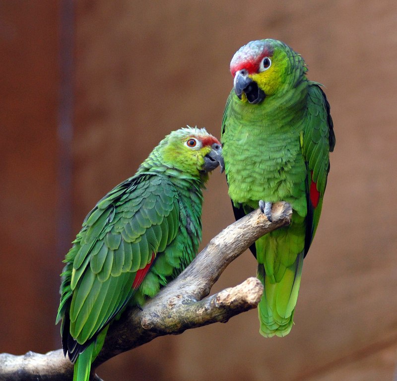 Винногрудый Амазон Amazona vinacea