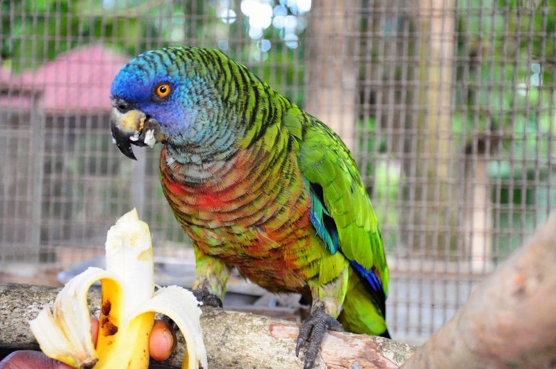St.Vincent Parrot