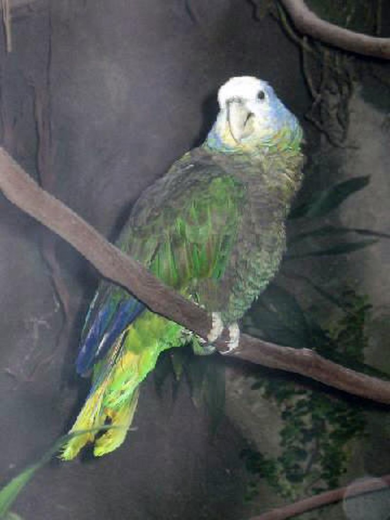 Королевский попугай самец