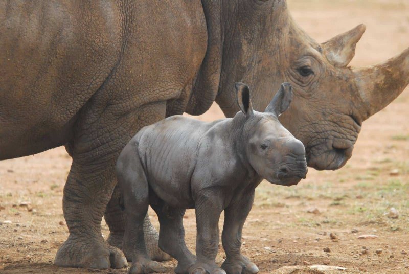 Африканский белый носорог