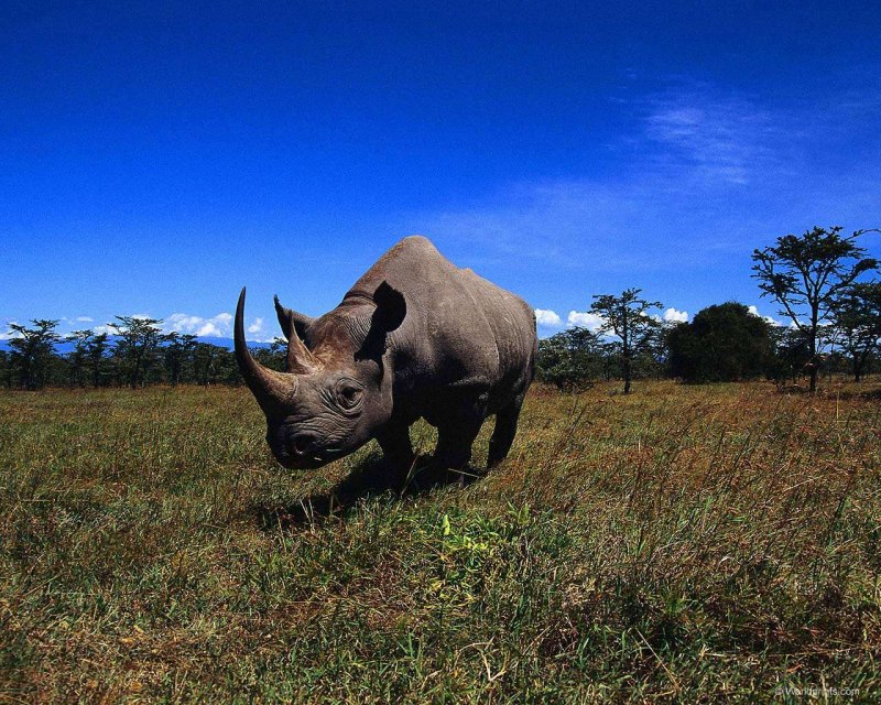 Суматранский носорог