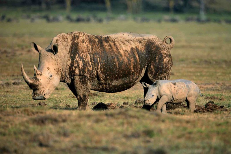 Селус Танзания черный носорог
