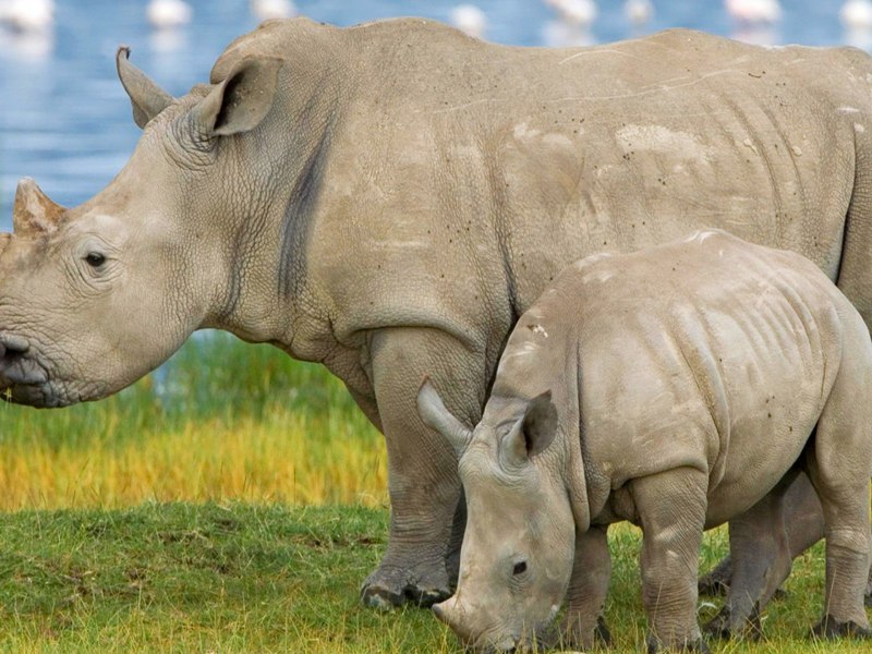 Широконосый носорог