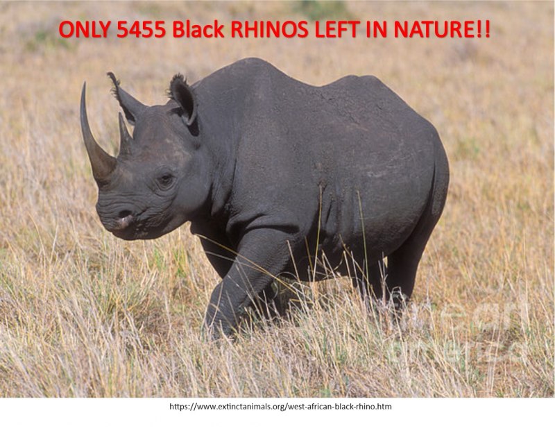 Этоша черный носорог