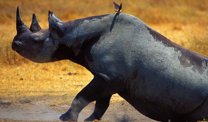 Северный белый носорог вымер