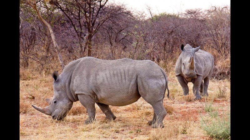 Суматранский двурогий носорог
