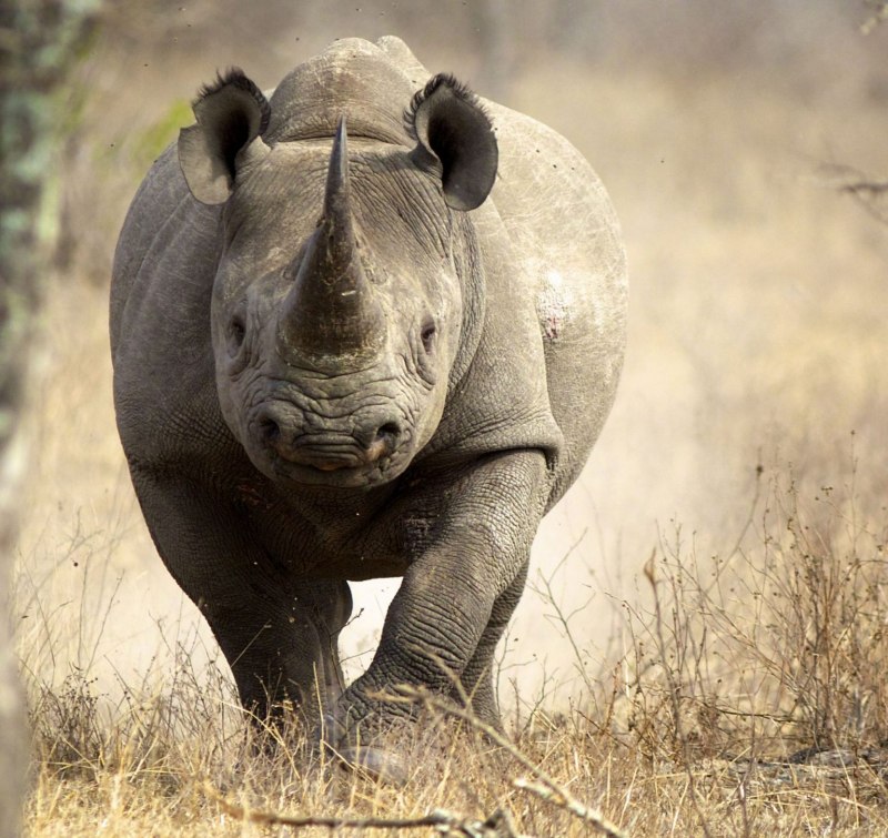 Суматранский носорог