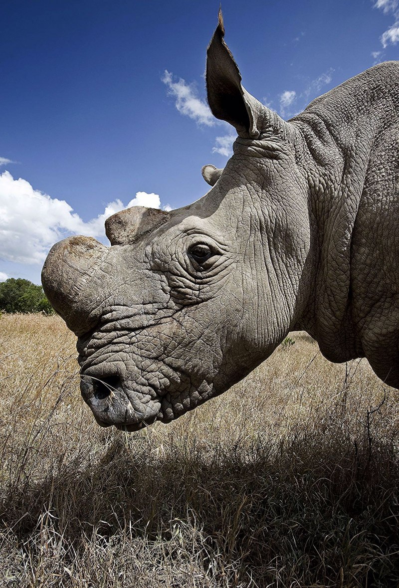 Суматранский носорог