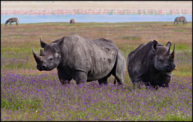 Белый носорог