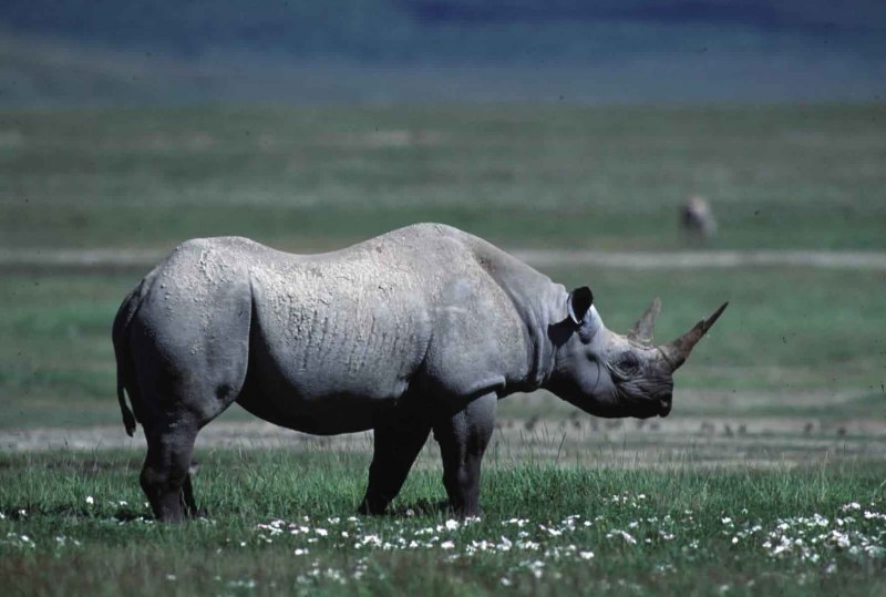Суматранский носорог парнокопытный?