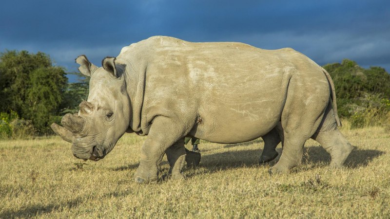 Камерунский черный носорог