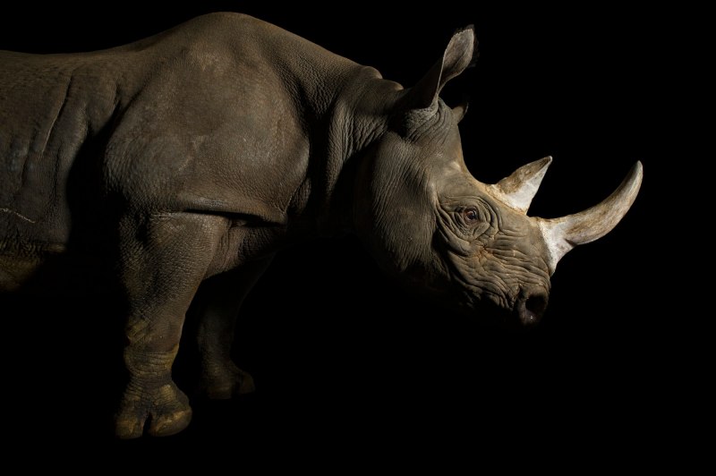 Самец белого носорога