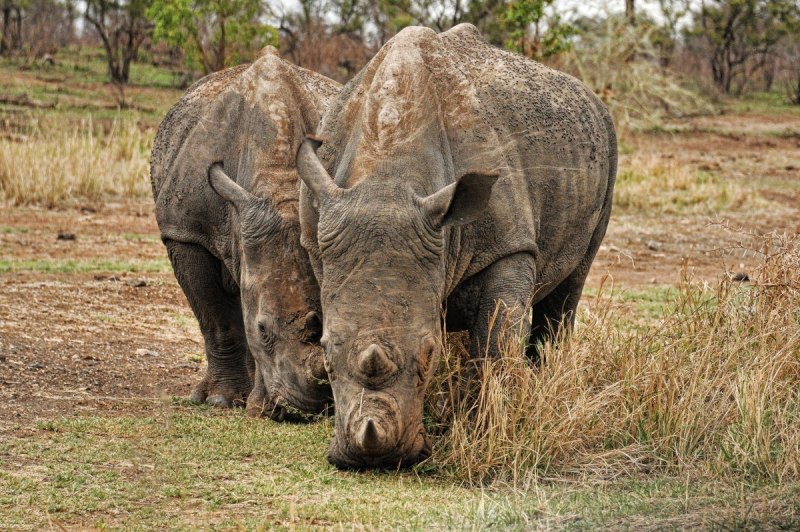 Southern White Rhinoceros