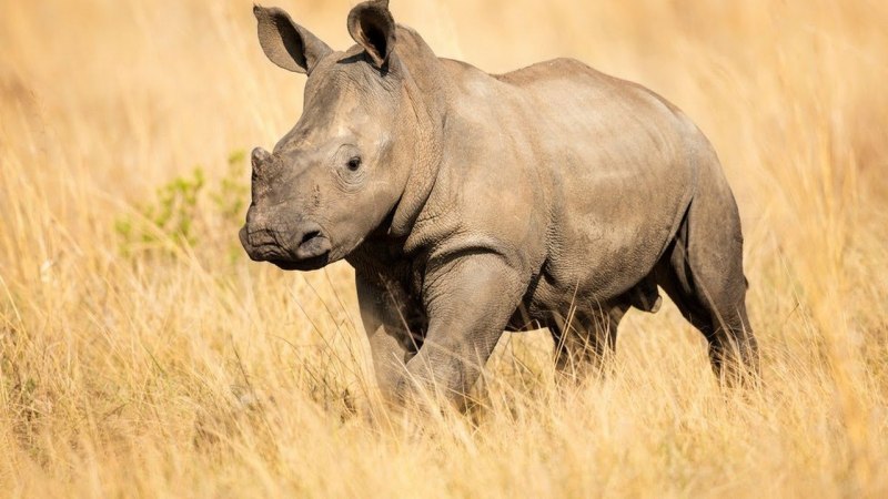 Носорог парк Крюгера ЮАР