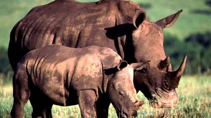 Суматранский носорог