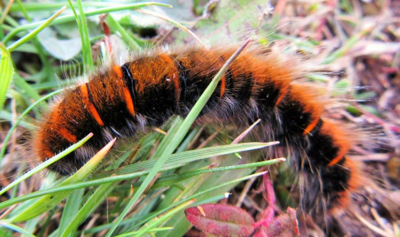 Оранжевая гусеница