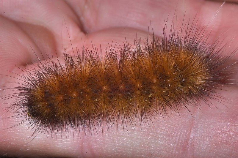 Гусеница волосатик бабочка